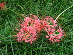 Lycoris radiata