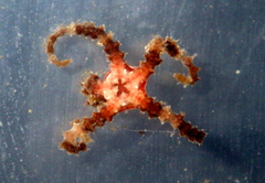 Ophiomyxa australis image