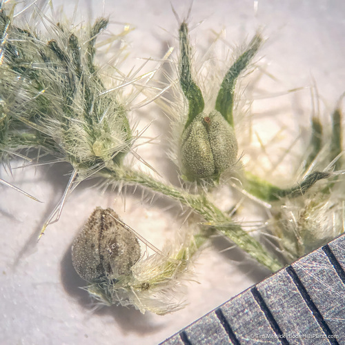 hedgehog cryptantha (Cryptantha echinella)