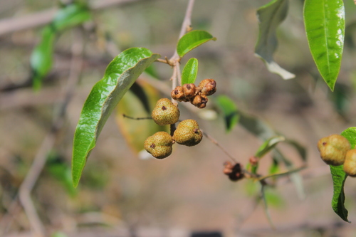 Croton dichogamus image