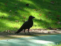 Corvus macrorhynchos