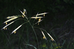 Bromus riparius