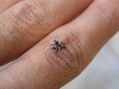 Pulchellodromus bistigma