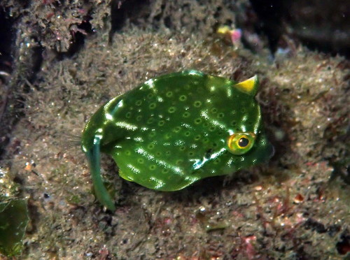 Pygmy leatherjacket (Brachaluteres jacksonianus) — Monacanthidae — 5