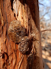 Gloeophyllum abietinum