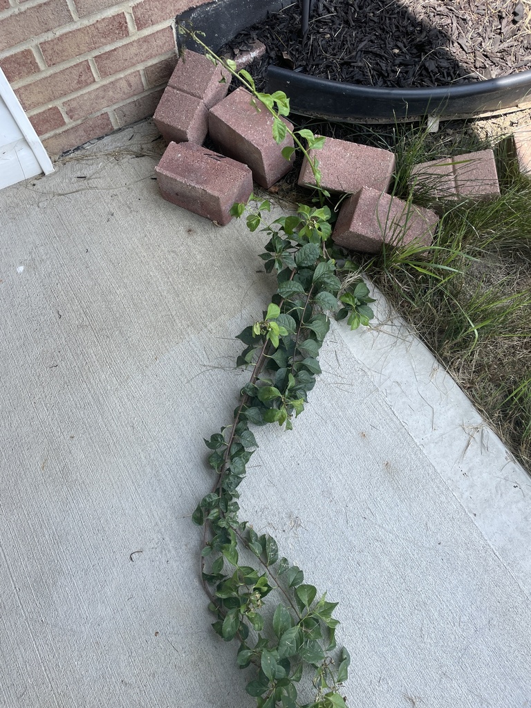 Oriental bittersweet from Meadowview Ct, Uniontown, PA, US on July 24