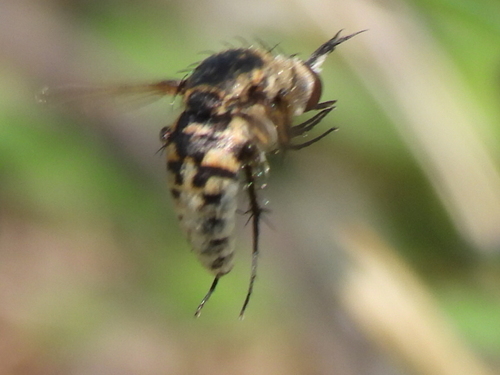 Toxophora amphitea photo 3