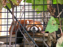Ailurus fulgens