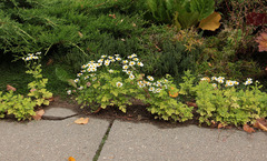 Tanacetum parthenium