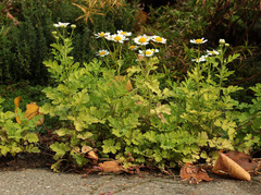 Tanacetum parthenium