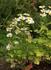 Tanacetum parthenium