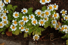 Tanacetum parthenium