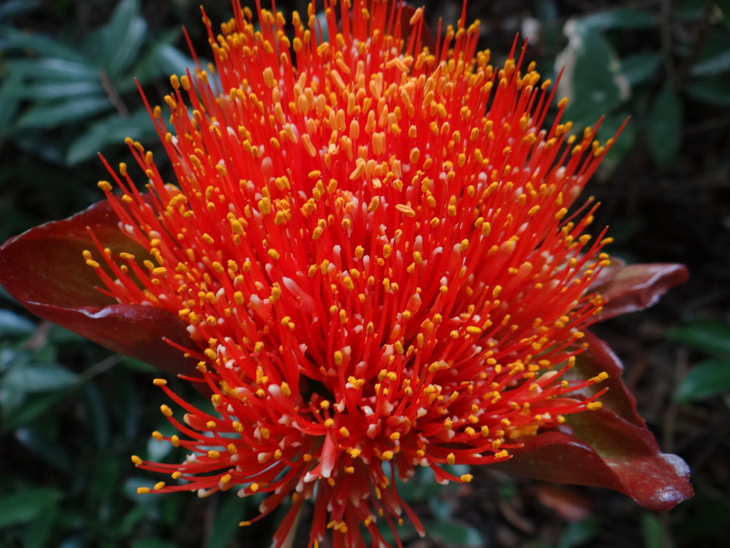 Paintbrush lily from Richards Bay, South Africa on September 3, 2017 at