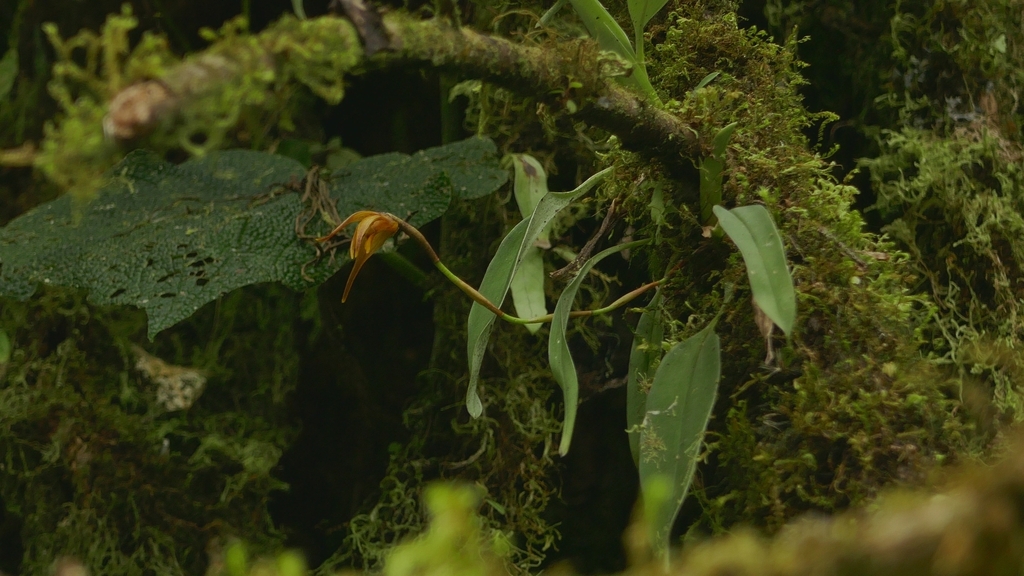 Maxillaria virguncula