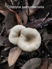 Clitocybe salmonilamella
