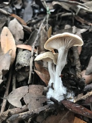 Clitocybe salmonilamella