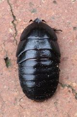 Perisphaerinae
