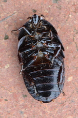 Perisphaerinae