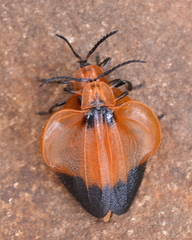 Lycus distanti