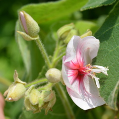 Dombeya burgessiae