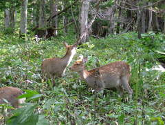 Cervus nippon yesoensis