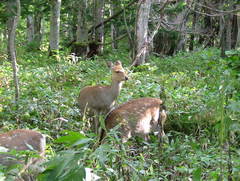 Cervus nippon yesoensis