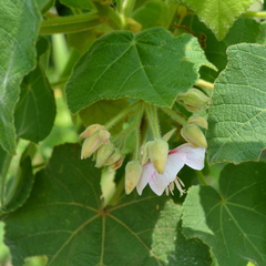 Dombeya burgessiae