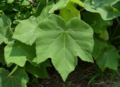 Dombeya burgessiae