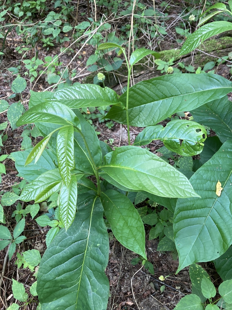 common pawpaw from E County Road 1000 N, La Porte, IN, US on July 24 ...