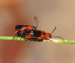 Balanophorus