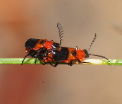 Balanophorus