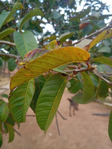 Common guava