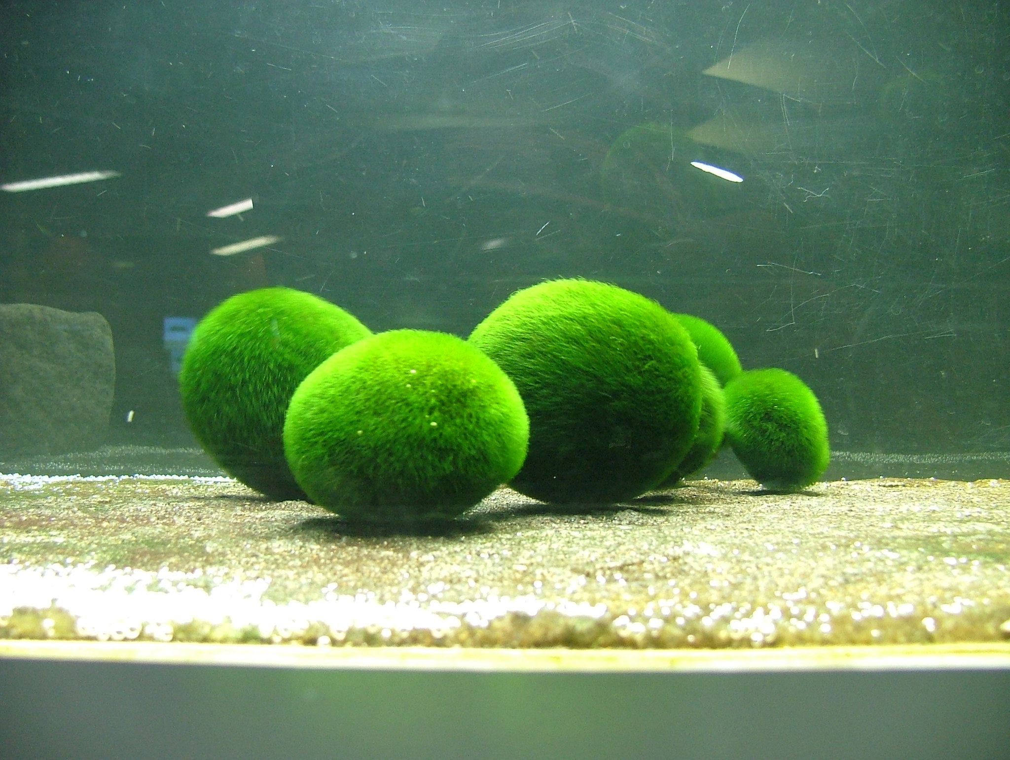 Moss balls - 10 pieces - Marimo - Chladoflora Aegagropila 