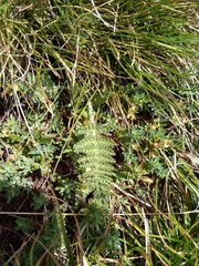Chaerophyllum eriopodum