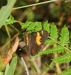 Tisiphone abeona albifascia