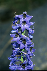 Delphinium dubium