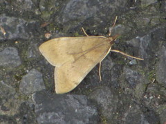 Uresiphita maorialis