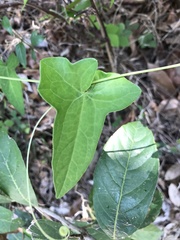 Solena amplexicaulis