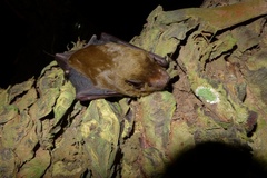 Scotophilus dinganii