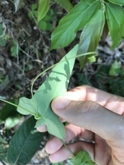 Solena amplexicaulis