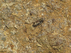 Neocicindela latecincta