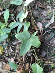 Solena amplexicaulis