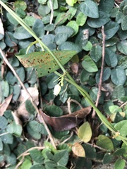 Solena amplexicaulis