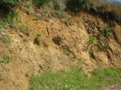 Neocicindela latecincta