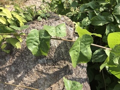 Byttneria grandifolia