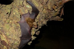 Scotophilus dinganii