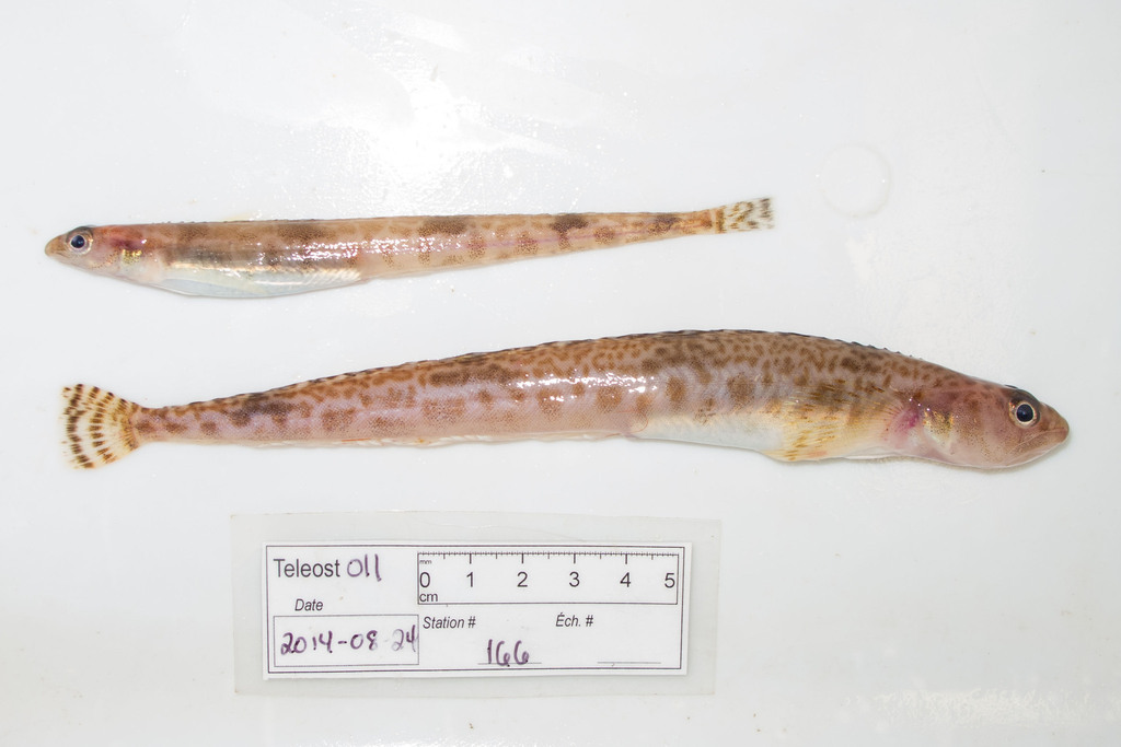 Daubed shanny (Leptoclinus maculatus) — Stichaeidae