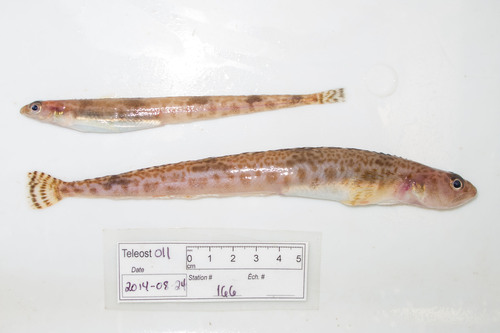 Daubed shanny (Leptoclinus maculatus) — Stichaeidae