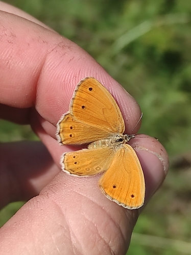 Coenonympha amaryllis