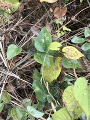 Cocculus orbiculatus